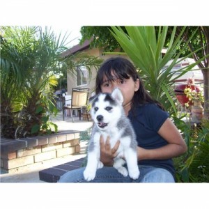 3 Cute And Adorable Babies Black An White Siberian Husky Puppies Ready