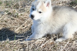 3 Nice and cute Siberian husky puppies available for good home