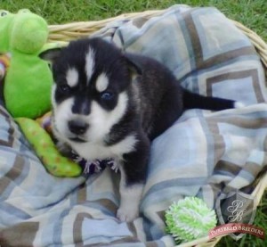 Black/white siberian husky puppies