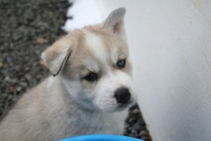 2 Beautiful Blue Eyes Siberian Husky Puppies.