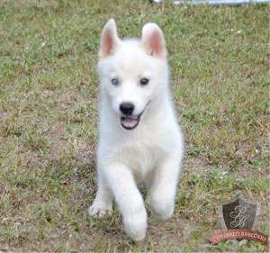 *amazing husky puppies for adoption*