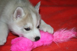 female Siberian Husky all puppies