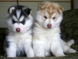 Lovely siberian husky puppies