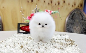 Micro Teacup Pomeranian Puppies Available