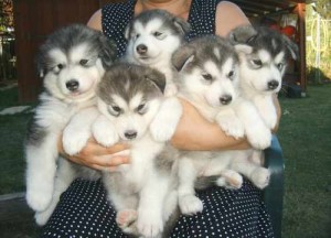 Amazing And Very Cute Siberian Husky Puppies For Chrismas*