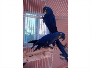 Two Talking Available! Hyacinth Macaw Birds TEXT US (513) 900-1417