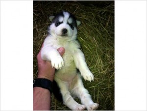 Siberian HUSKY PUPPIES 2- FEMALES AND 1-MALE