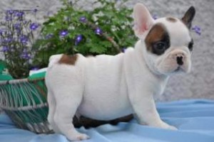 Home raised English bulldog puppies for X- MAX!!!!