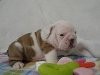 Cutest Male and Female English Bulldog Puppies Now For X-Mas