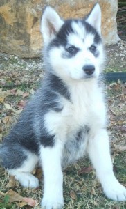 outstanding and charging husky puppies ready for good homes