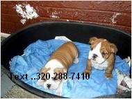 4 English Bulldog puppies looking for foster parents at Xmas and forever text 3202887410 with email..