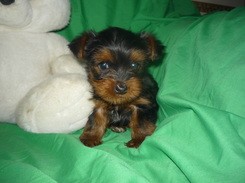 Female Teacup Yorkie