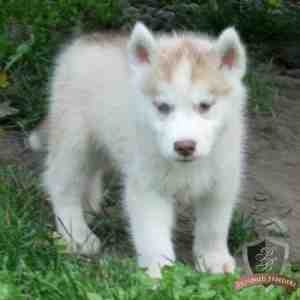 Four intelligent siberian husky puppies for ..