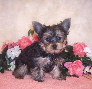 male and female  yorkie ready