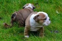 Healthy Well Trained Male and Female english Bulldog Puppies Available via text 5088347630