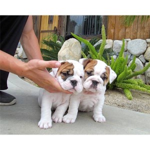 male and female English Bulldog Babies Ready For their new home