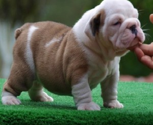 English Bull dog for sale