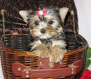 SMART AND BRILLIANT TEACUP YORKIE PUPPIES AVAILABLE!!!