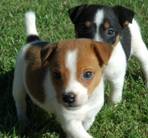 Well socialized Jack Russell Terrier puppies.