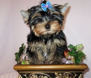 SMART AND BRILLIANT TEACUP YORKIE PUPPIES AVAILABLE!!!