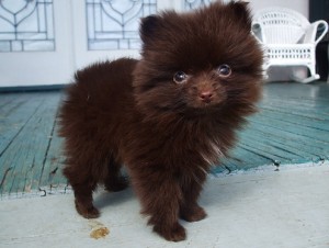 Lovely Pomeranian Puppies Ready