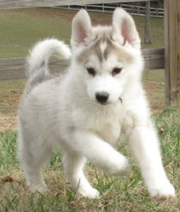 Siberrian Husky Puppies For X-Mas Adorption