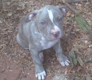 Lovely pit bull puppies Ready for their new homes