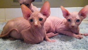 Canadian Sphynx Female Blue Cream Mink Available