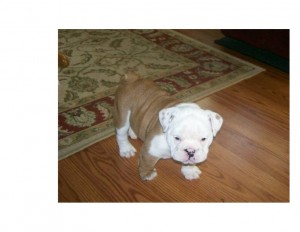 X-MAS- GIFT: SMART &amp; BRILLIANT PARTY BULLDOG PUPPIES AVAILABLE TO PET LOVING HOMES!!!!