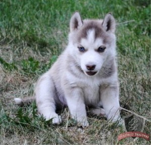 Adorable Siberian husky puppies  For Adoption...