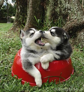 gorgeous and breathtaking siberian husky puppies