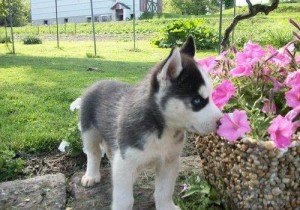 Gorgeous Blue Eyed male Siberian Husky Puppies for adoption