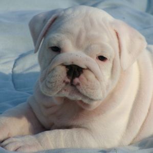 This little english bulldog puppy