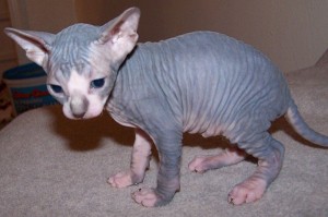 Extra Charming  Sphynx Kittens for Re homing