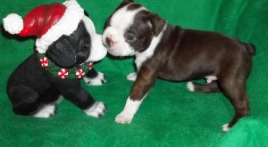 Xmass charming Boston Terrier puppies