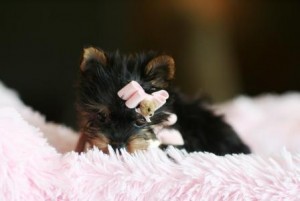 *** Adorable Teacup Yorkie Puppies For Adoption*** Good Homes Only Please*** Pick Up At Our Home Or Shipping If Need Be***