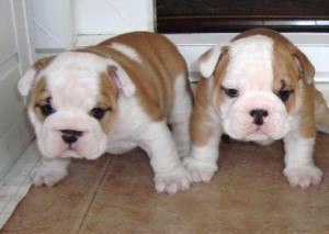 Gorgeous, Wrinkley English Bulldog Puppies for xmas adoption!