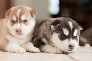 Siberian Husky Mixed Puppies New Litter Ready to go, text me at (469) 383-5587