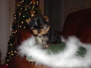 X-MASS YORKSHIRE TERRIER PUPPIES FOR FOR FREE ADOPTION TO A NEW FAMILY