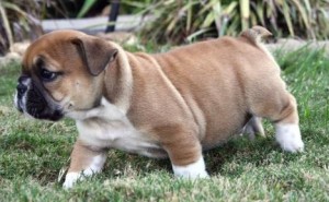 nice looking english bulldog puppies available.