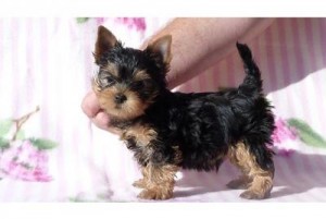 Available Teacup Yorkies For Adoption before X mas