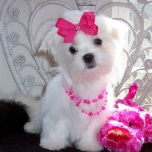 X-MAS cute and adorable home trained Maltese puppies