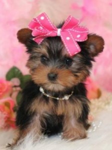 ADORABLE YORKSHIRE TERRIER PUPPIES READY 4 XMAS