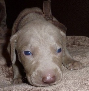 Blue eyes Weimaraner puppies