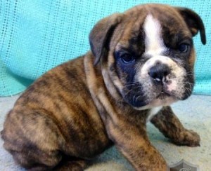 awesome brindle English Bulldog puppies ready for Xmas