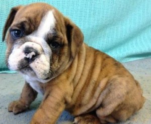 Brindle and white male English Bulldog puppies for X ams