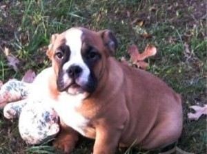 Extra Beautiful A K C registered vet check English Bulldog puppies for Xmas