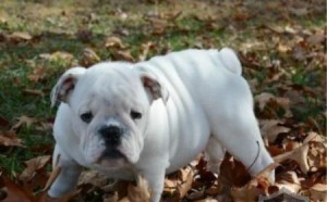 Snow White English Bulldog puppies ready for X mas