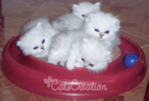 White Persian Kittens