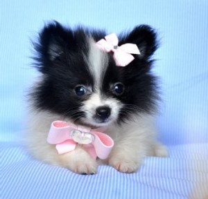 AKC/CKC MALE AND FEMALE POMERANIAN PUPPIES X-MASS